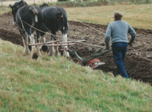 Clydesdale Horse Ploughing - Scottish Heritage