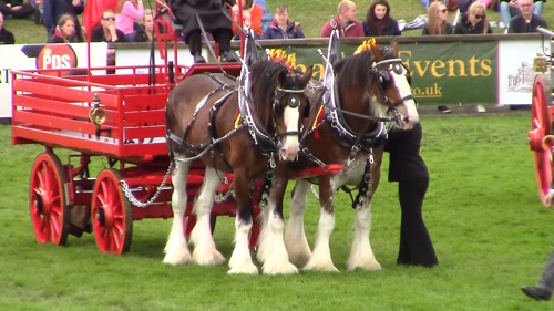 The Clydesdales pulling a dray